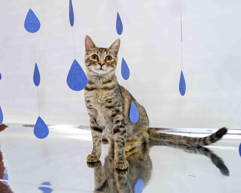 Eggnog, a Adoptable mixed breed in Jefferson, LA image 4/6