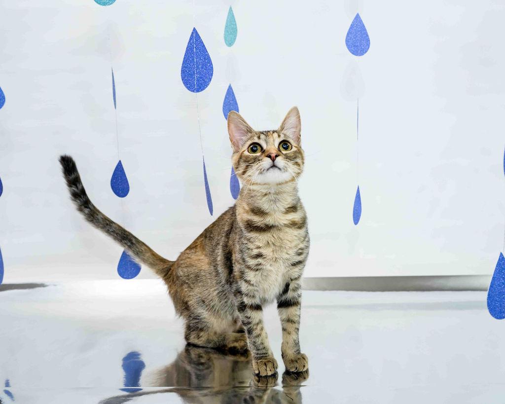 Eggnog, a Adoptable mixed breed in Jefferson, LA image 3/6