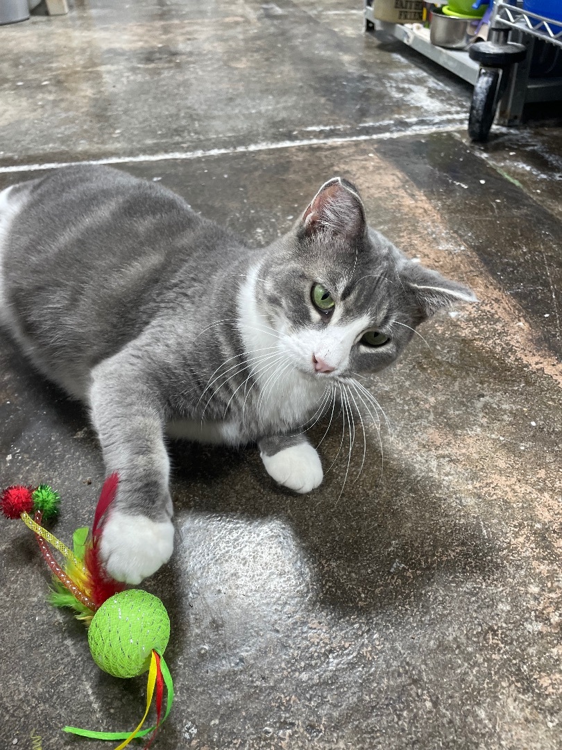 Mamma Kitty , a Adopted mixed breed in Le Mars, IA image 1/3