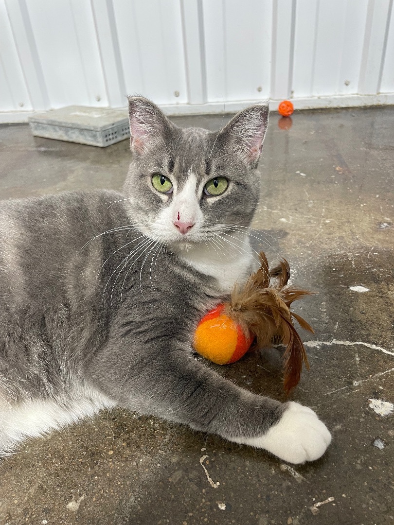 Mamma Kitty , a Adopted mixed breed in Le Mars, IA image 2/3