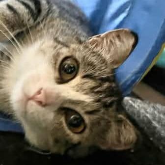 Enlarge Pippy, a Adoptable Domestic Short Hair in Calgary, AB image 1/1