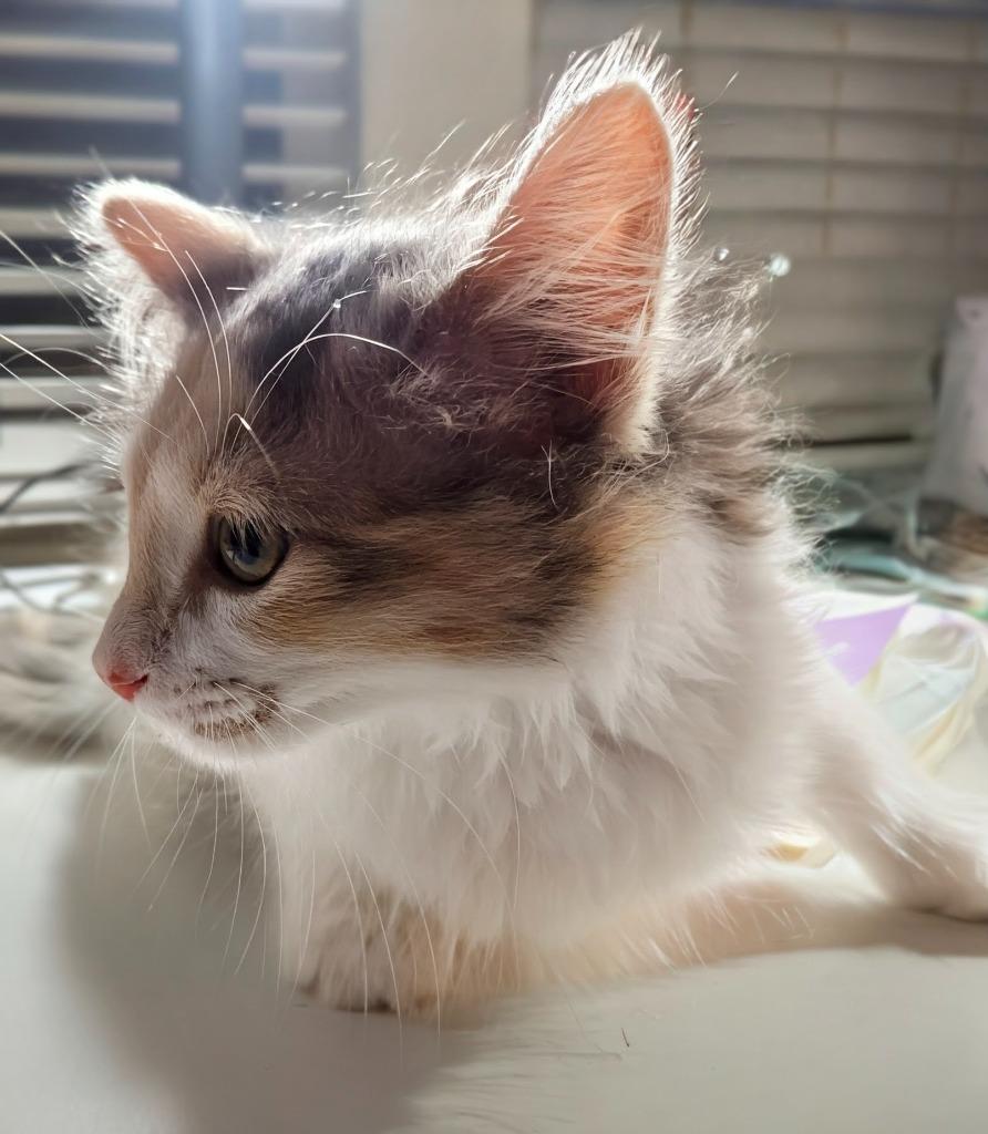 Veronica, Adopted, Young Female Maine Coon.