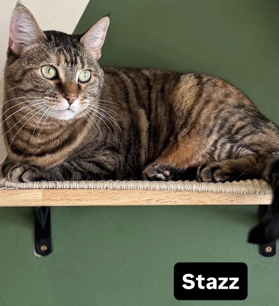Stazz, Adoptable, Senior Female Domestic Short Hair.