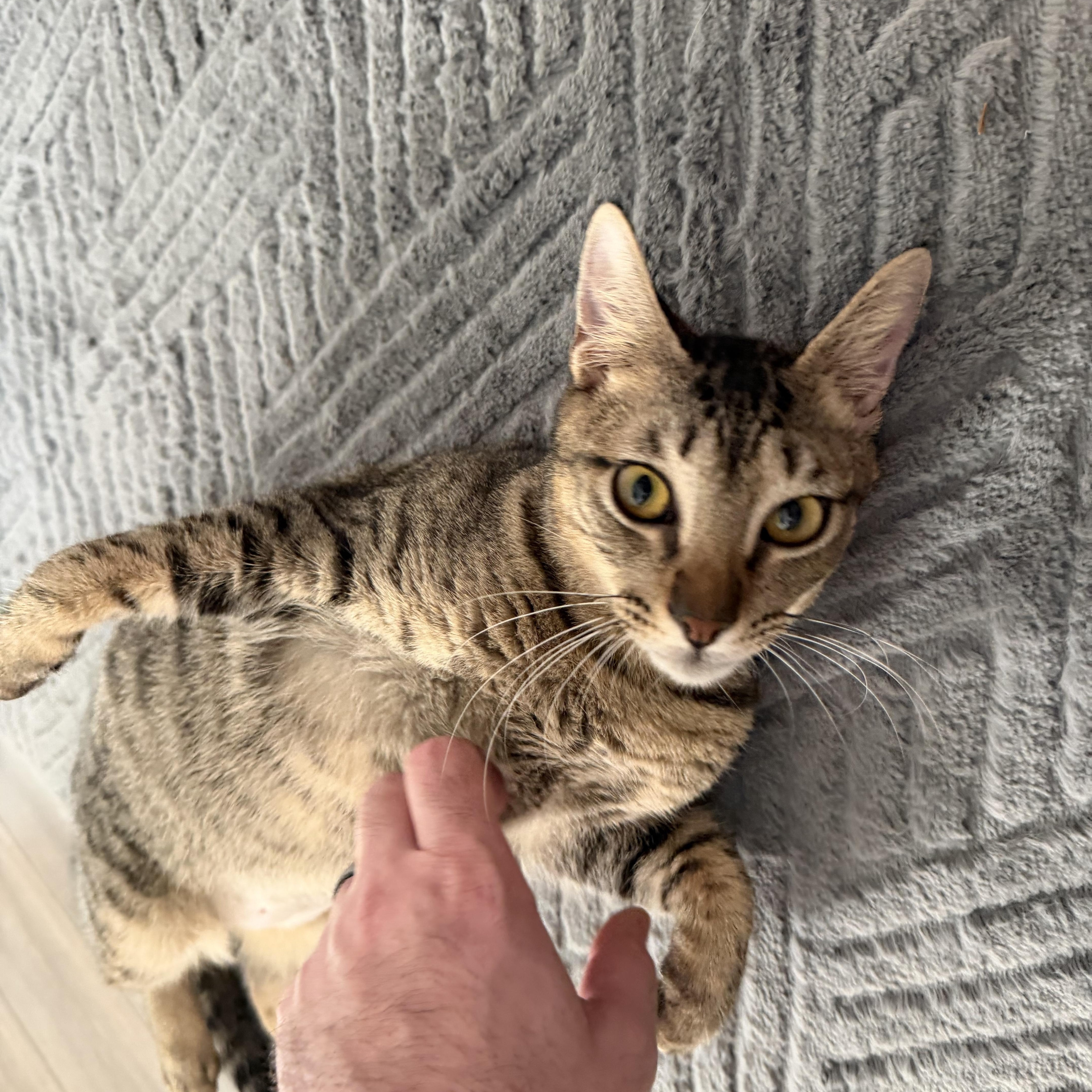 Apollo, an adopted Domestic Short Hair in Tampa, FL image 2/5