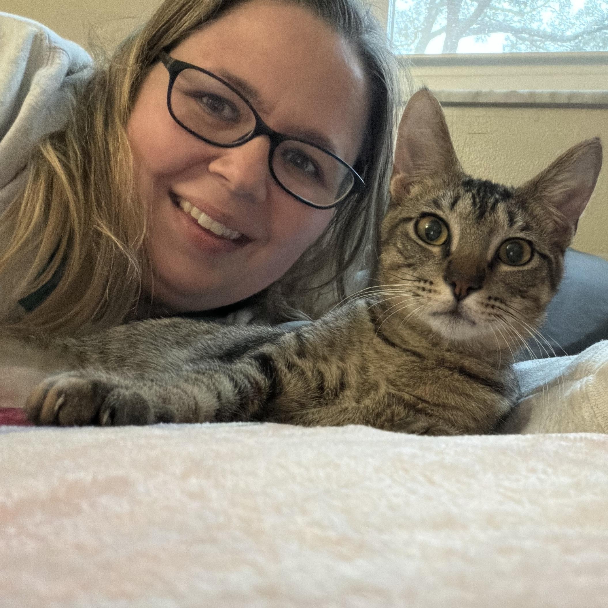Apollo, an adopted Domestic Short Hair in Tampa, FL image 3/5
