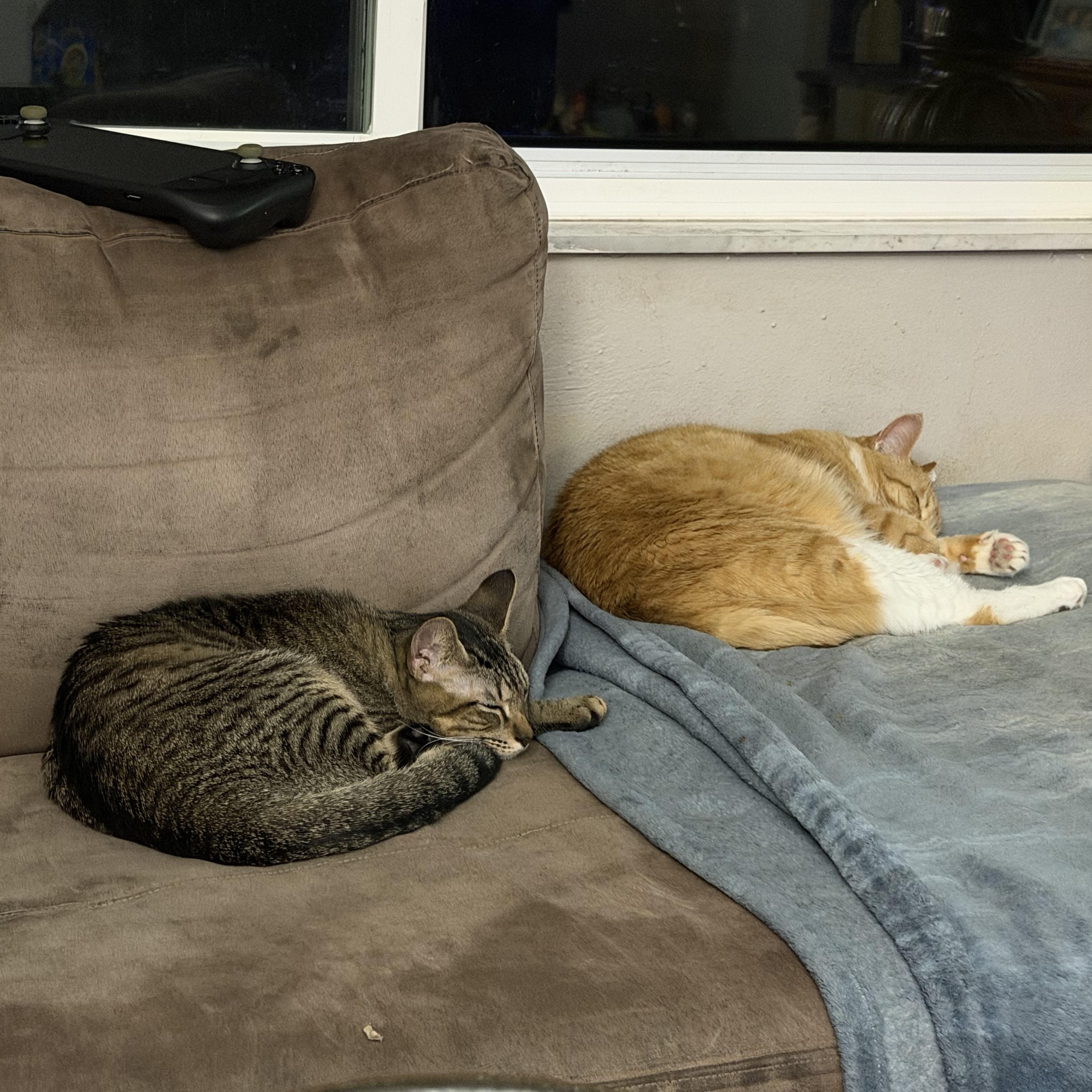 Apollo, an adopted Domestic Short Hair in Tampa, FL image 5/5