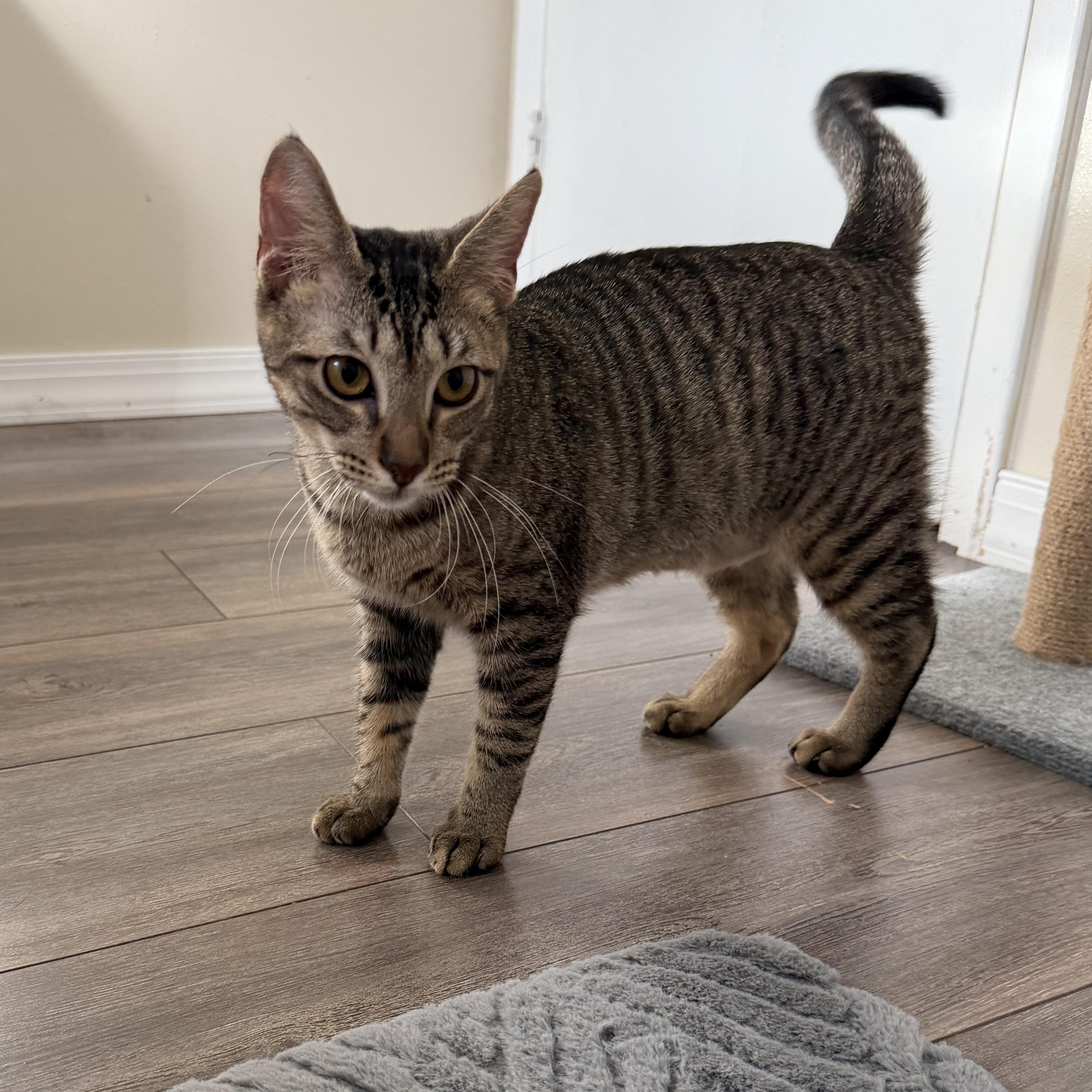 Apollo, an adopted Domestic Short Hair in Tampa, FL image 4/5