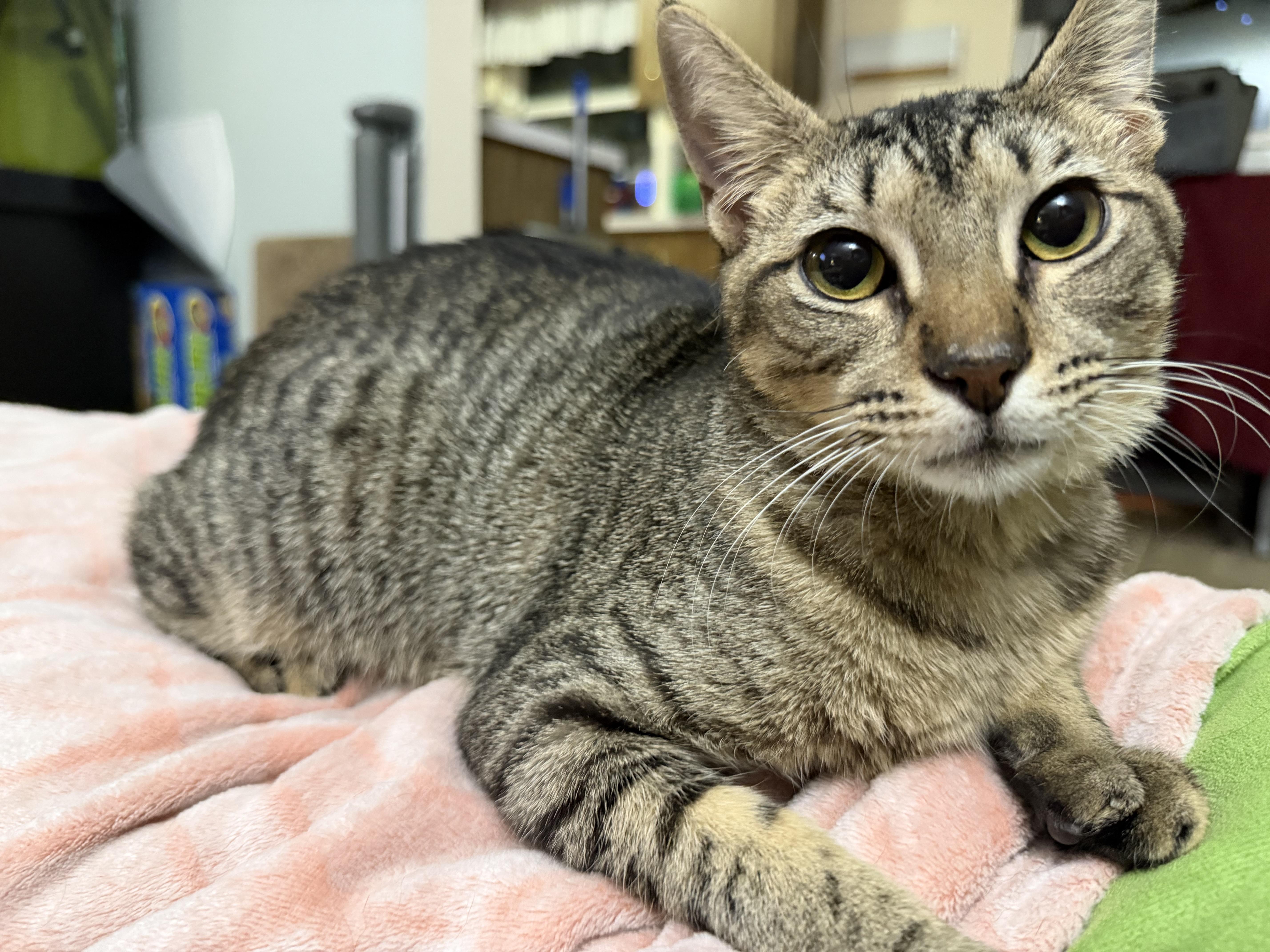 Apollo, an adopted Domestic Short Hair in Tampa, FL image 1/5