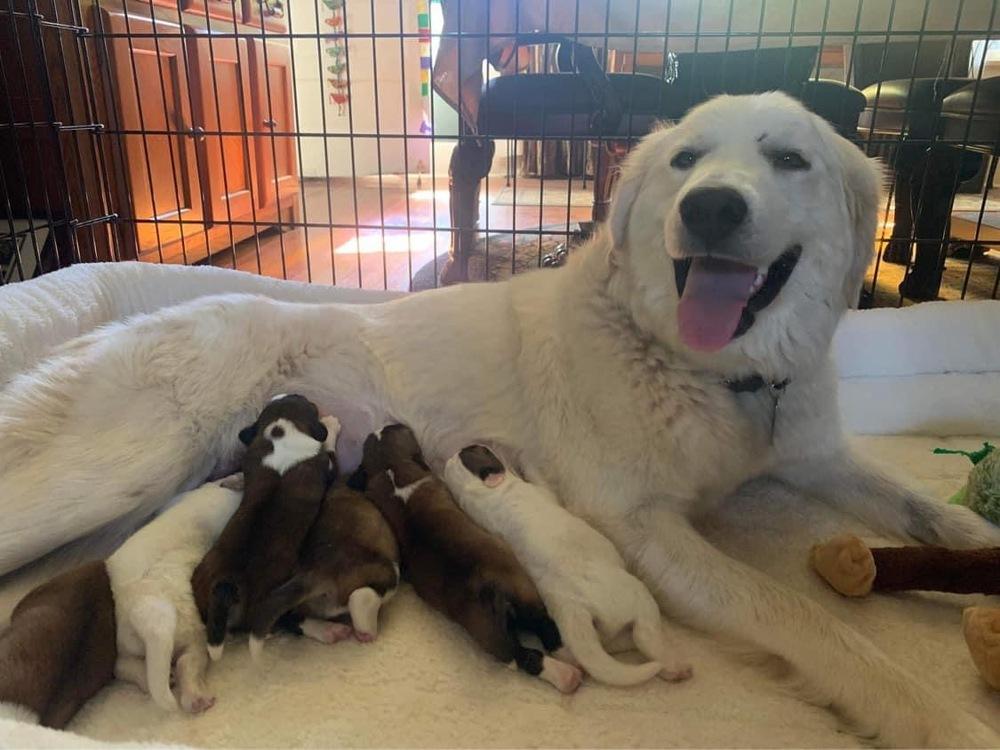 Enlarge Libbie, a Adopted Great Pyrenees in Shawnee, OK image 1/1