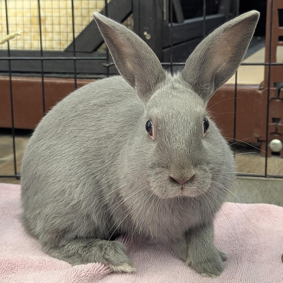 Enlarge Bailey, a Adoptable Havana in Napa, CA image 1/4