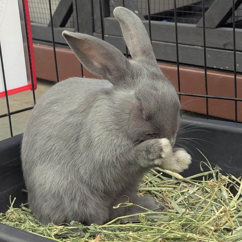 Enlarge Bailey, a Adoptable Havana in Napa, CA image 2/4