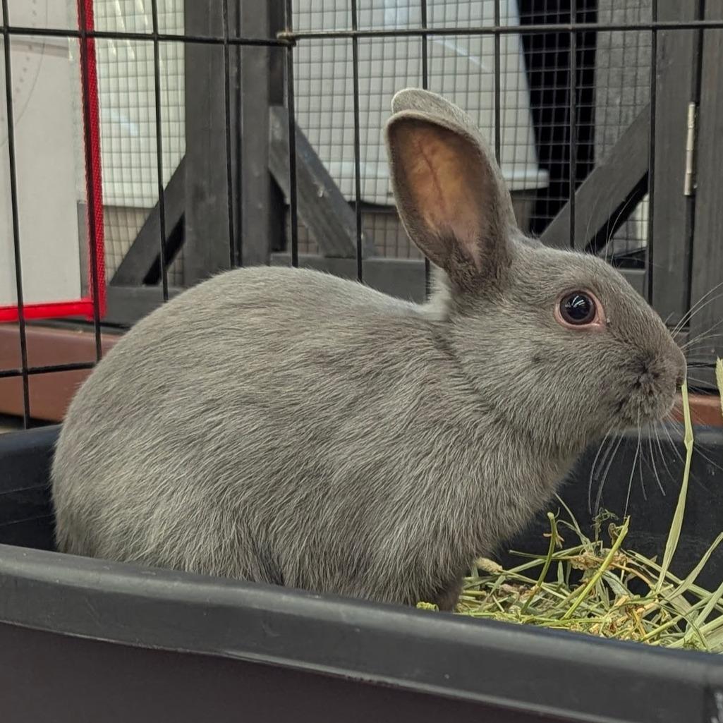 Enlarge Bailey, a Adoptable Havana in Napa, CA image 3/4