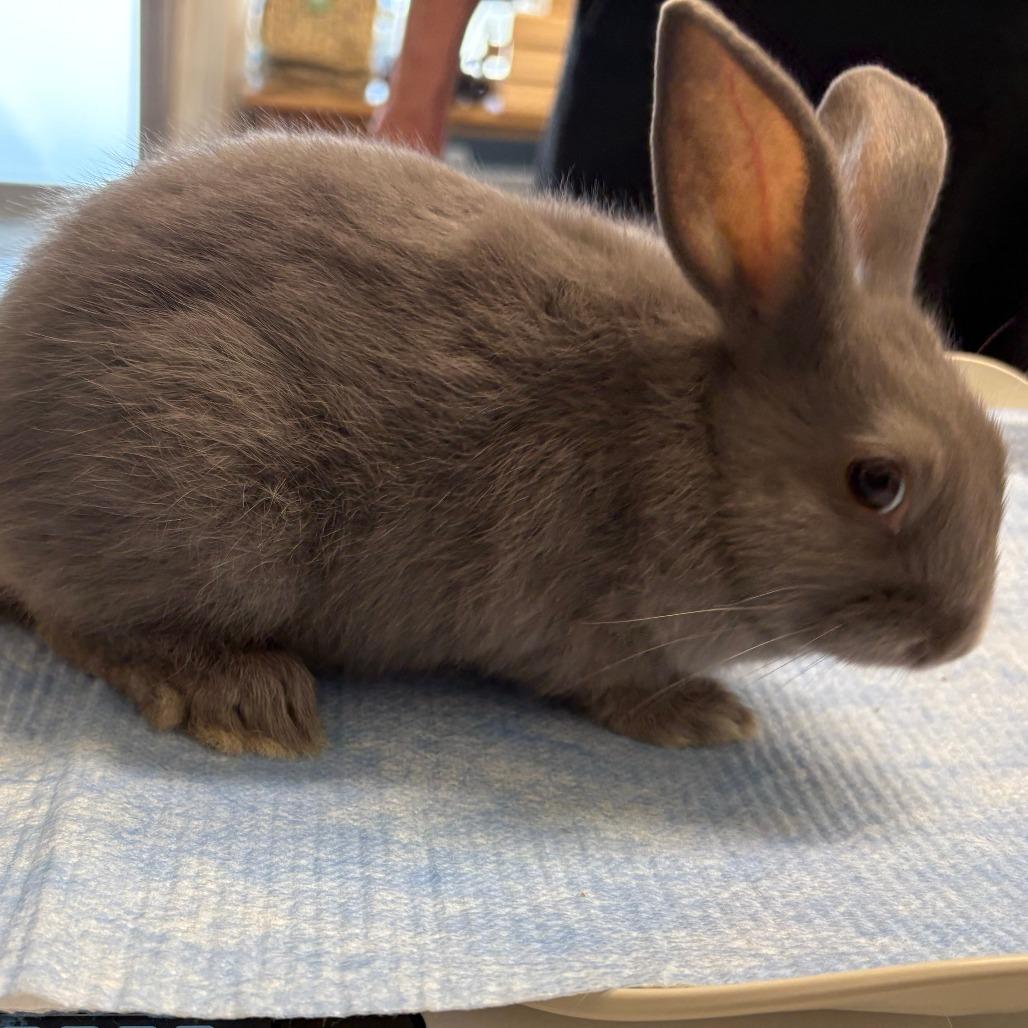 Enlarge Bailey, a Adoptable Havana in Napa, CA image 4/4