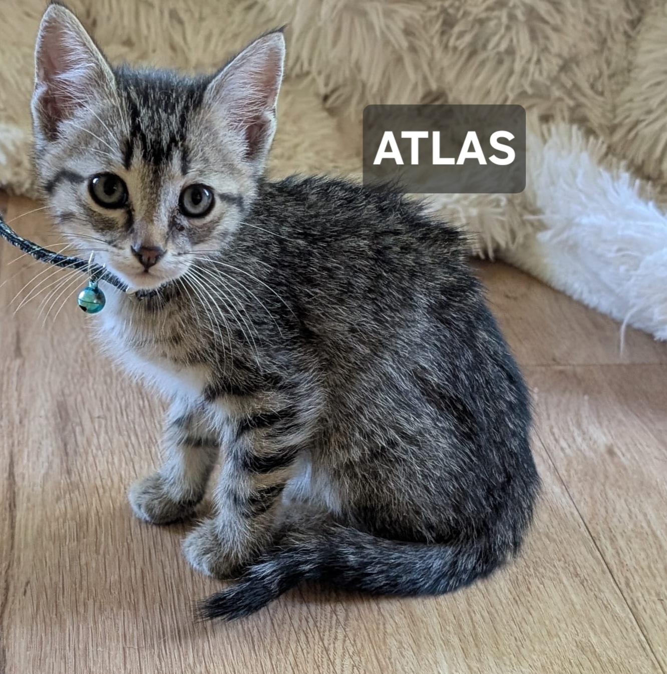 Enlarge Atlas, a ADOPTABLE Tabby in Windom, MN image 1/1