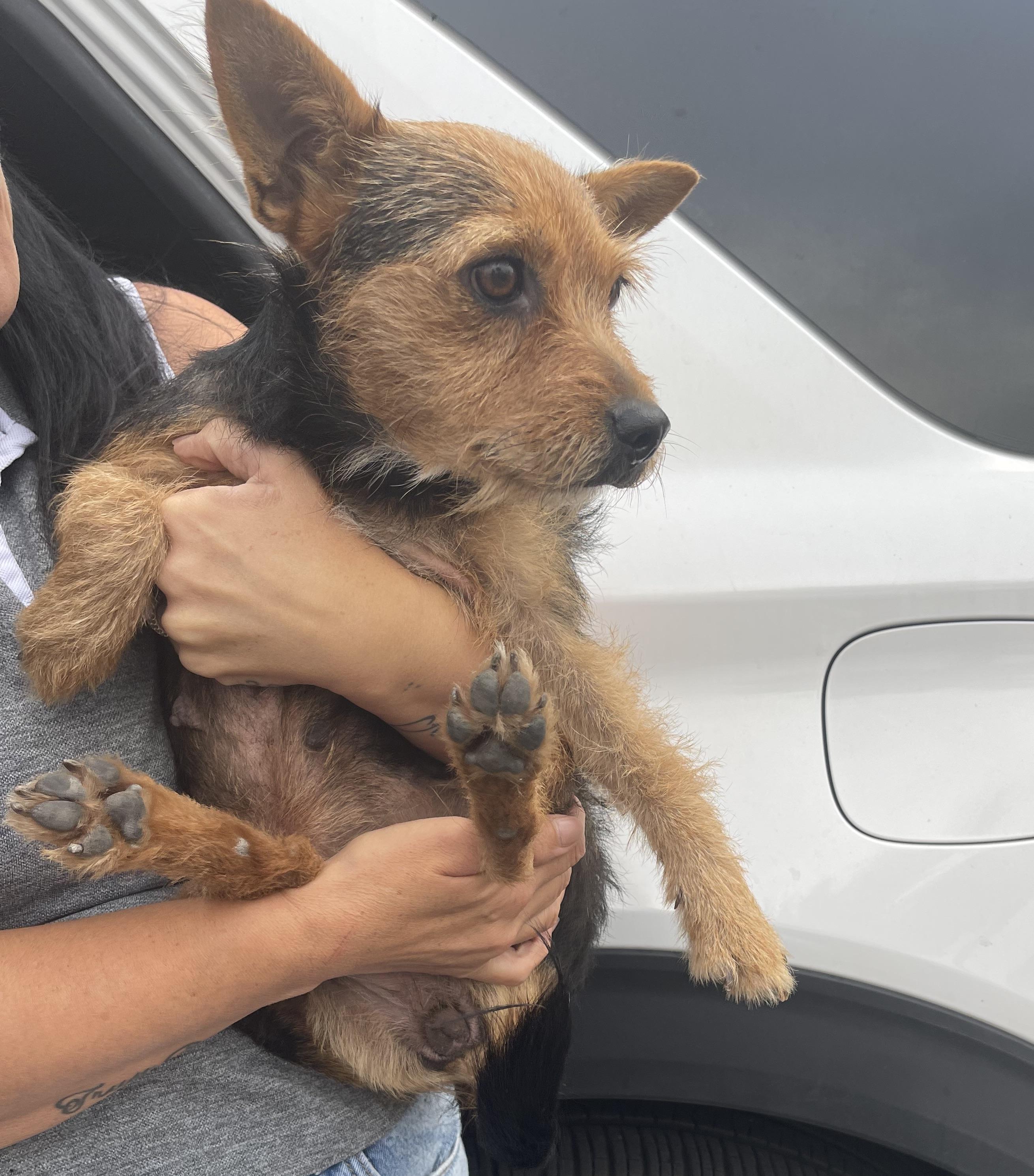 Taffy, Adoptable, Adult Female Yorkshire Terrier & Cairn Terrier.