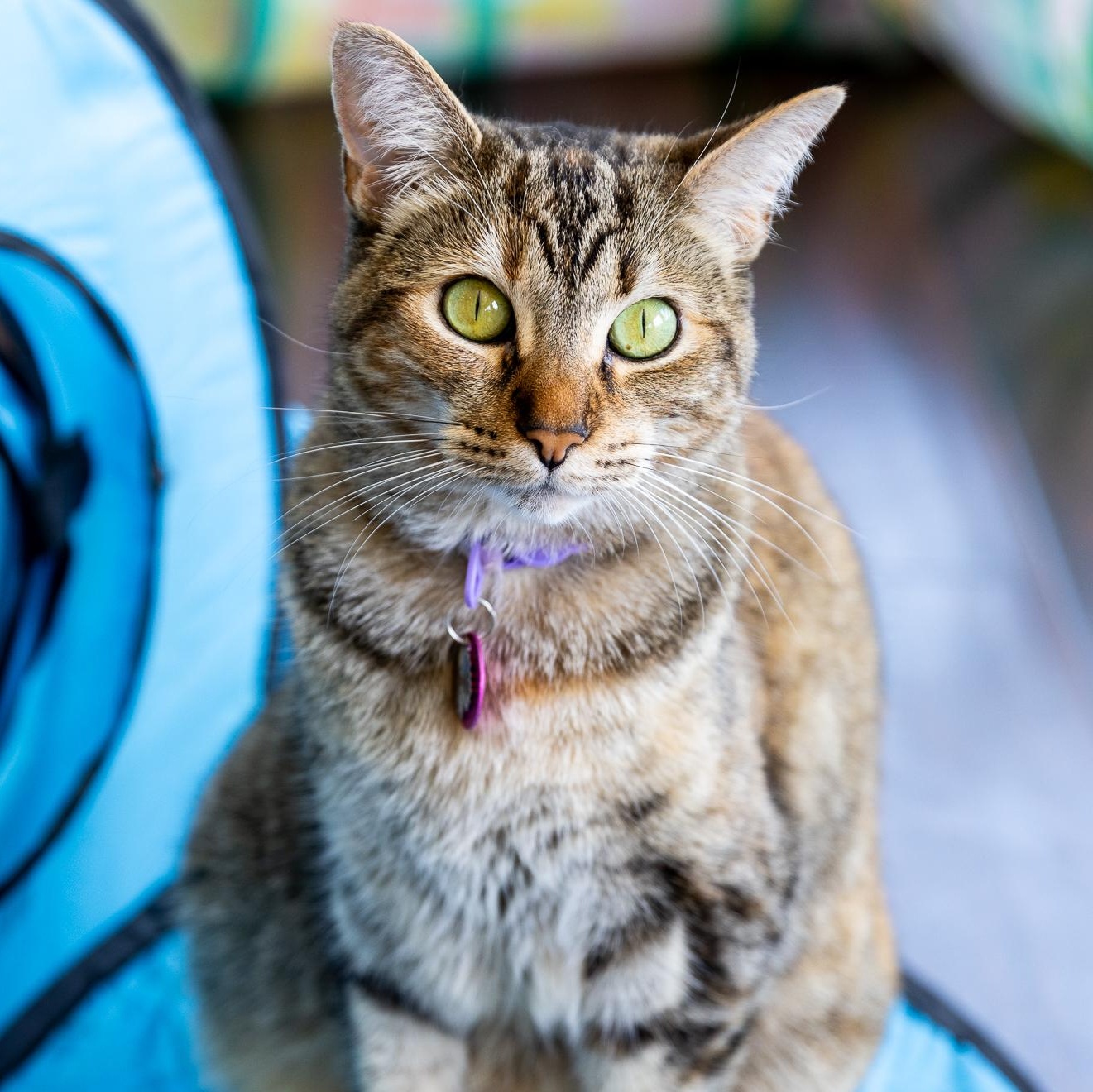 Enlarge Emily - BONDED, a Adoptable Domestic Short Hair in Long Beach, CA image 1/3