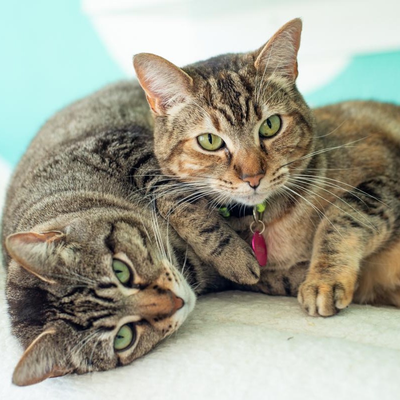 Enlarge Emily - BONDED, a Adoptable Domestic Short Hair in Long Beach, CA image 3/3