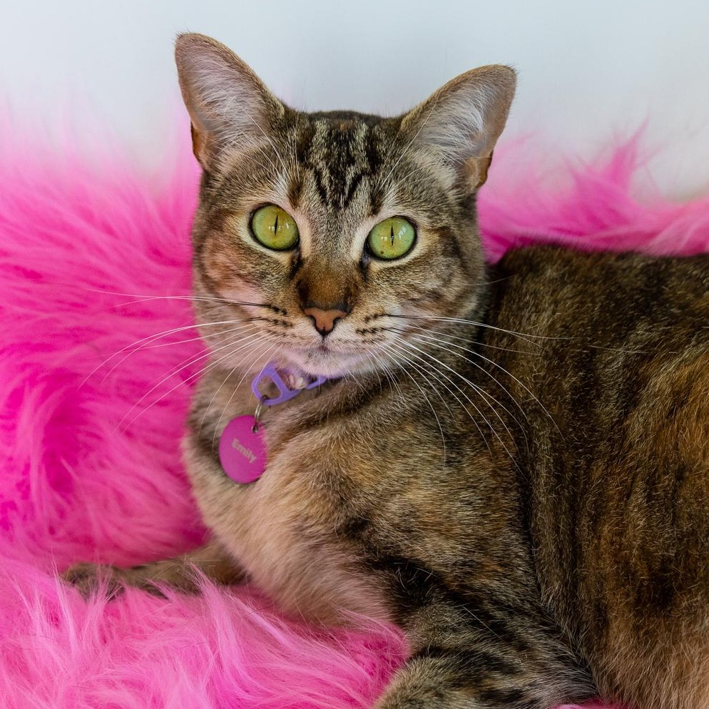 Enlarge Emily - BONDED, a Adoptable Domestic Short Hair in Long Beach, CA image 2/3