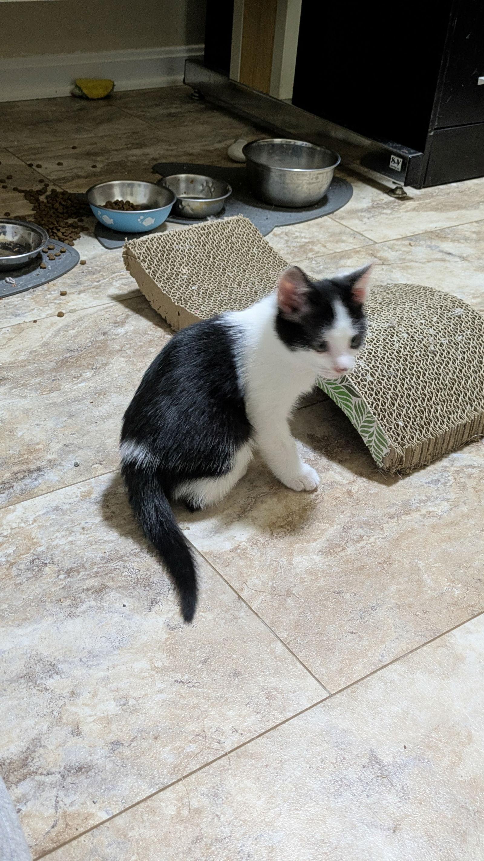 Enlarge Scuttle, a Adoptable Domestic Short Hair in King George, VA image 1/2