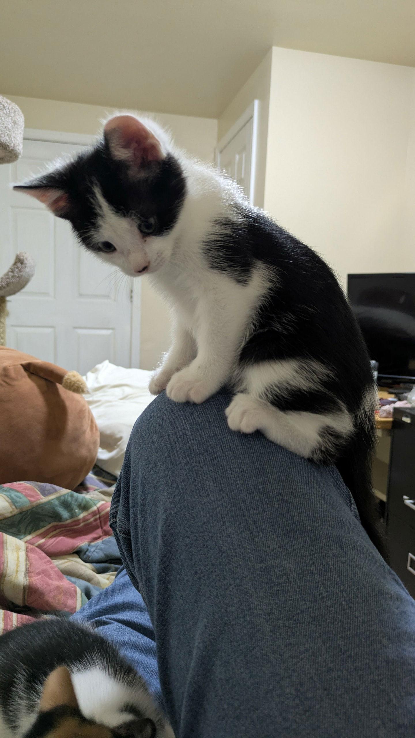 Enlarge Scuttle, a Adoptable Domestic Short Hair in King George, VA image 2/2