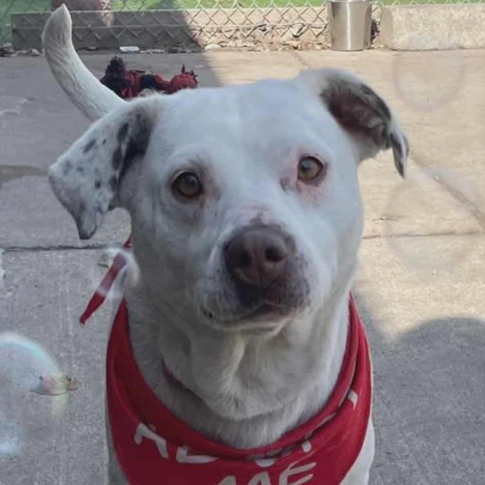 Enlarge Iris, a Adoptable mixed breed in Westland, MI image 1/5