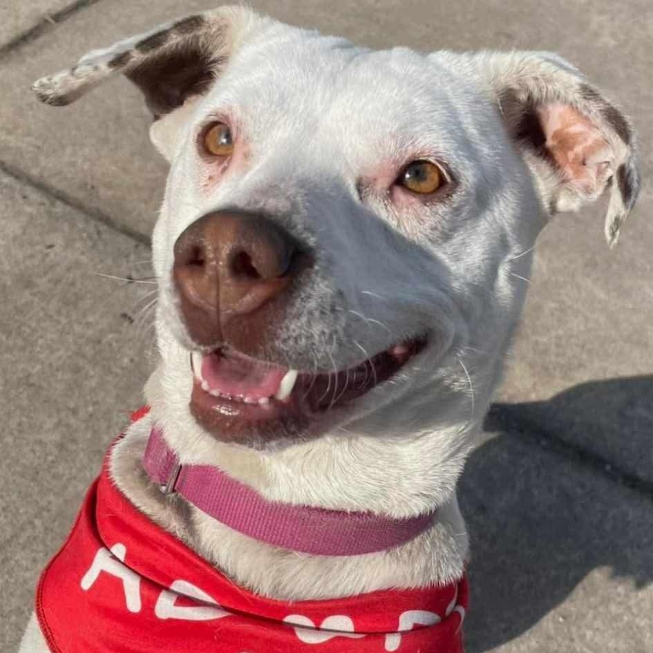 Enlarge Iris, a Adoptable mixed breed in Westland, MI image 2/5