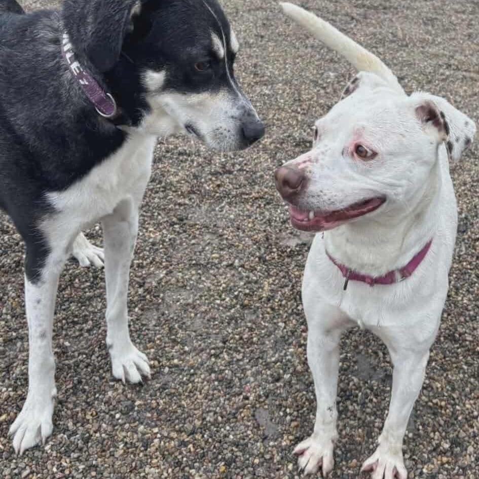 Enlarge Iris, a Adoptable mixed breed in Westland, MI image 3/5