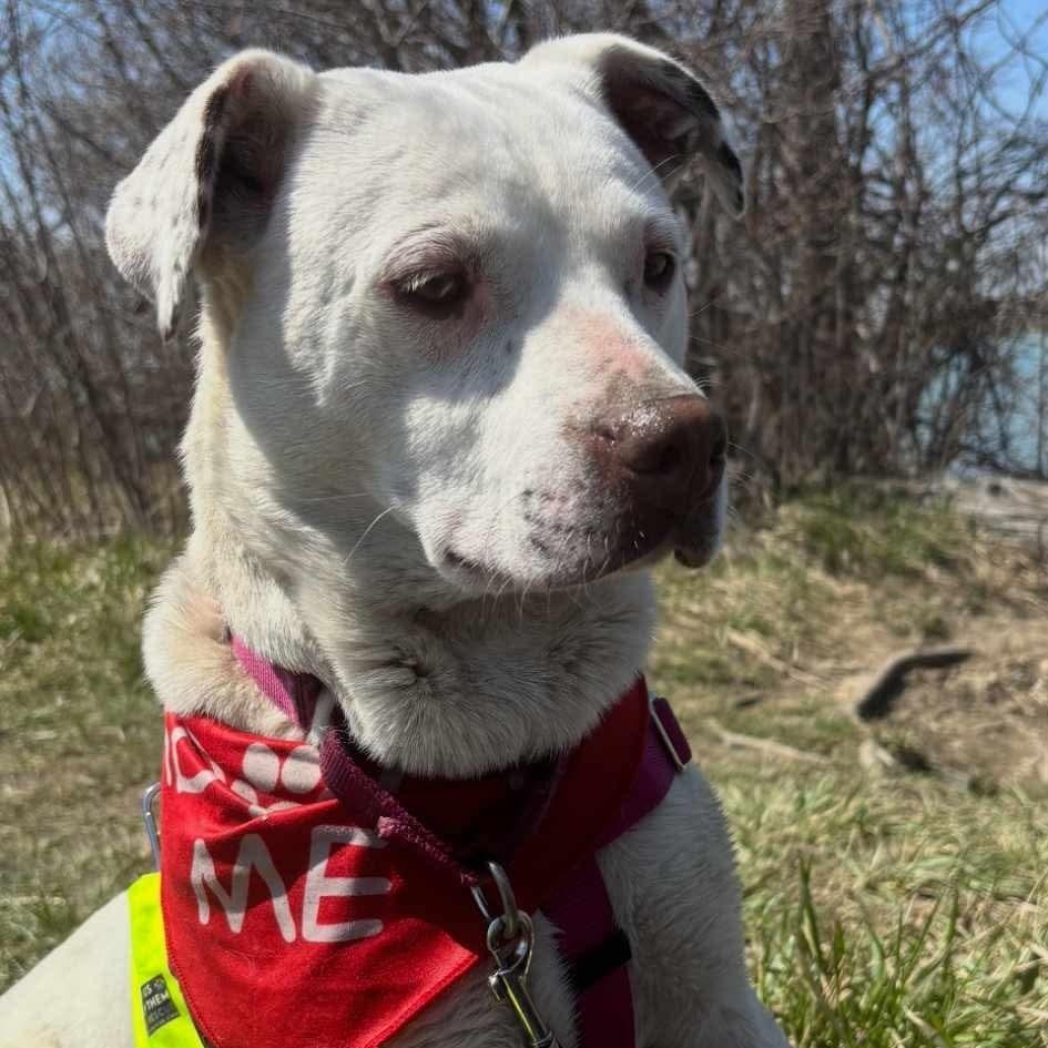 Enlarge Iris, a Adoptable mixed breed in Westland, MI image 4/5