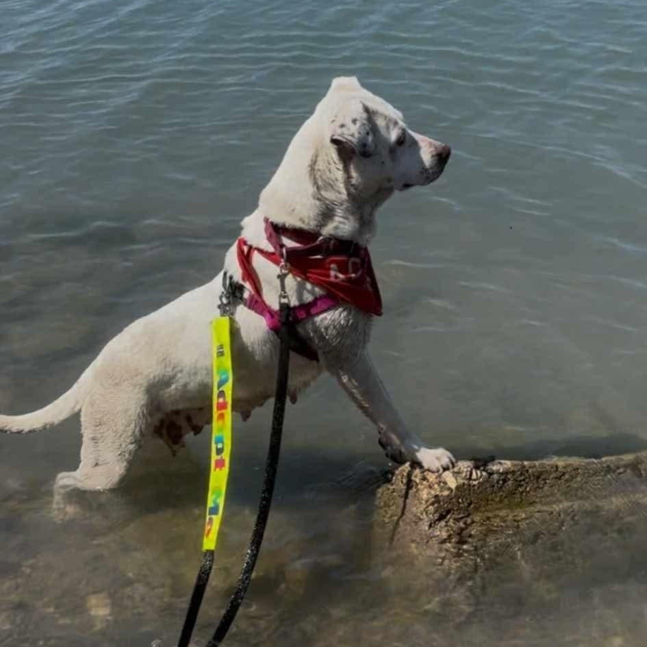 Enlarge Iris, a Adoptable mixed breed in Westland, MI image 5/5