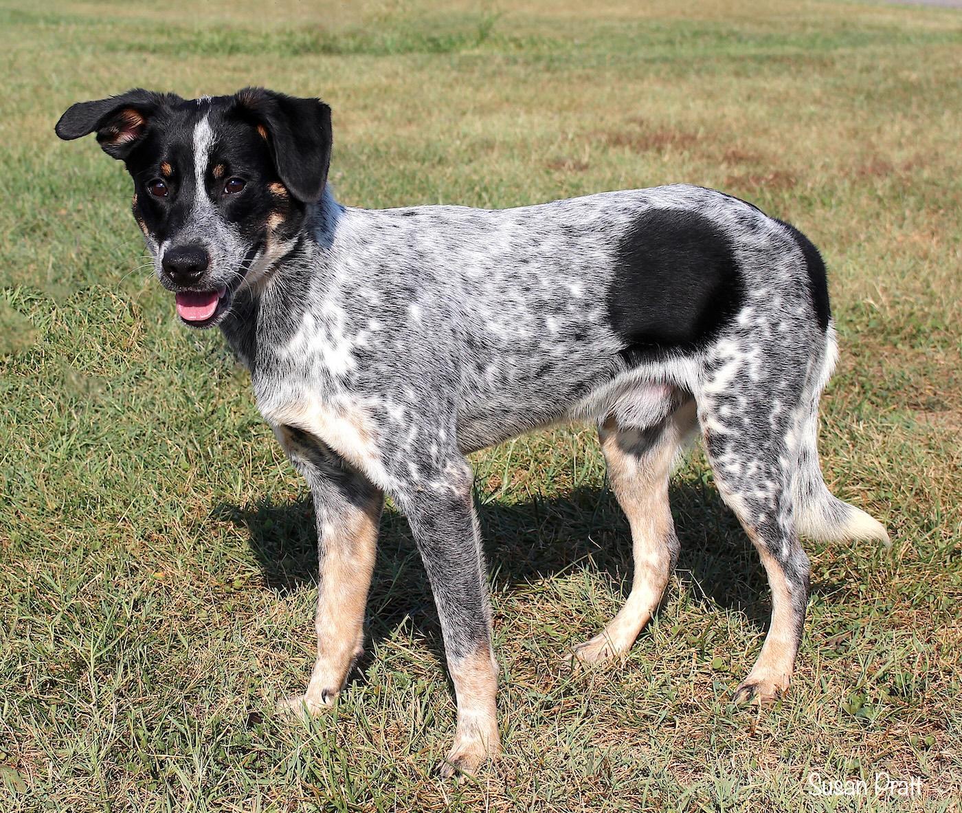 Enlarge Ace, a Adopted mixed breed in Bedford, VA image 3/3