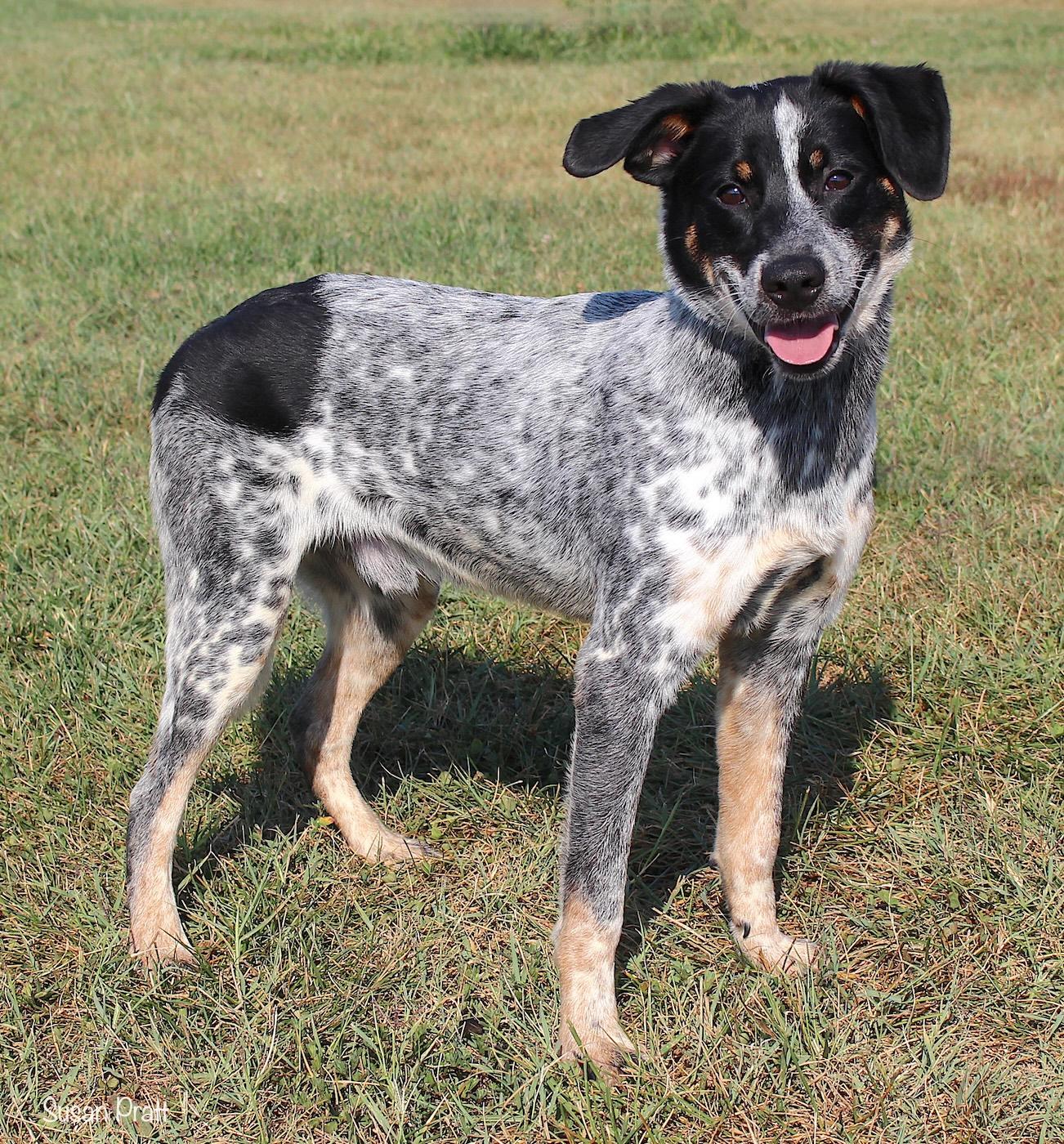 Enlarge Ace, a Adopted mixed breed in Bedford, VA image 2/3