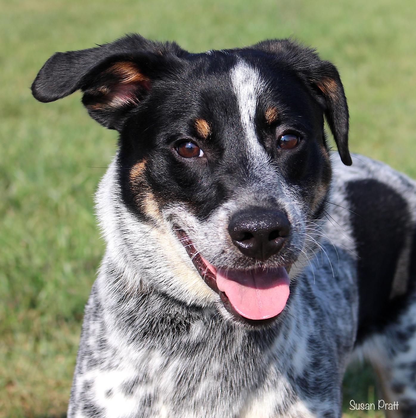 Enlarge Ace, a Adopted mixed breed in Bedford, VA image 1/3