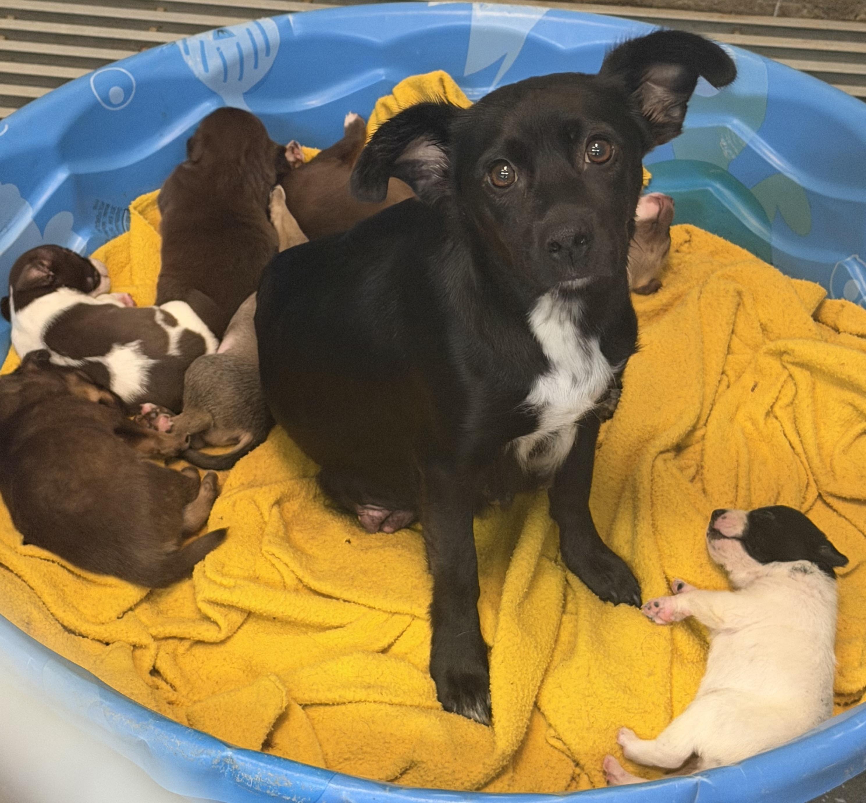 Barklava, adopted, Adult Female Mixed Breed.