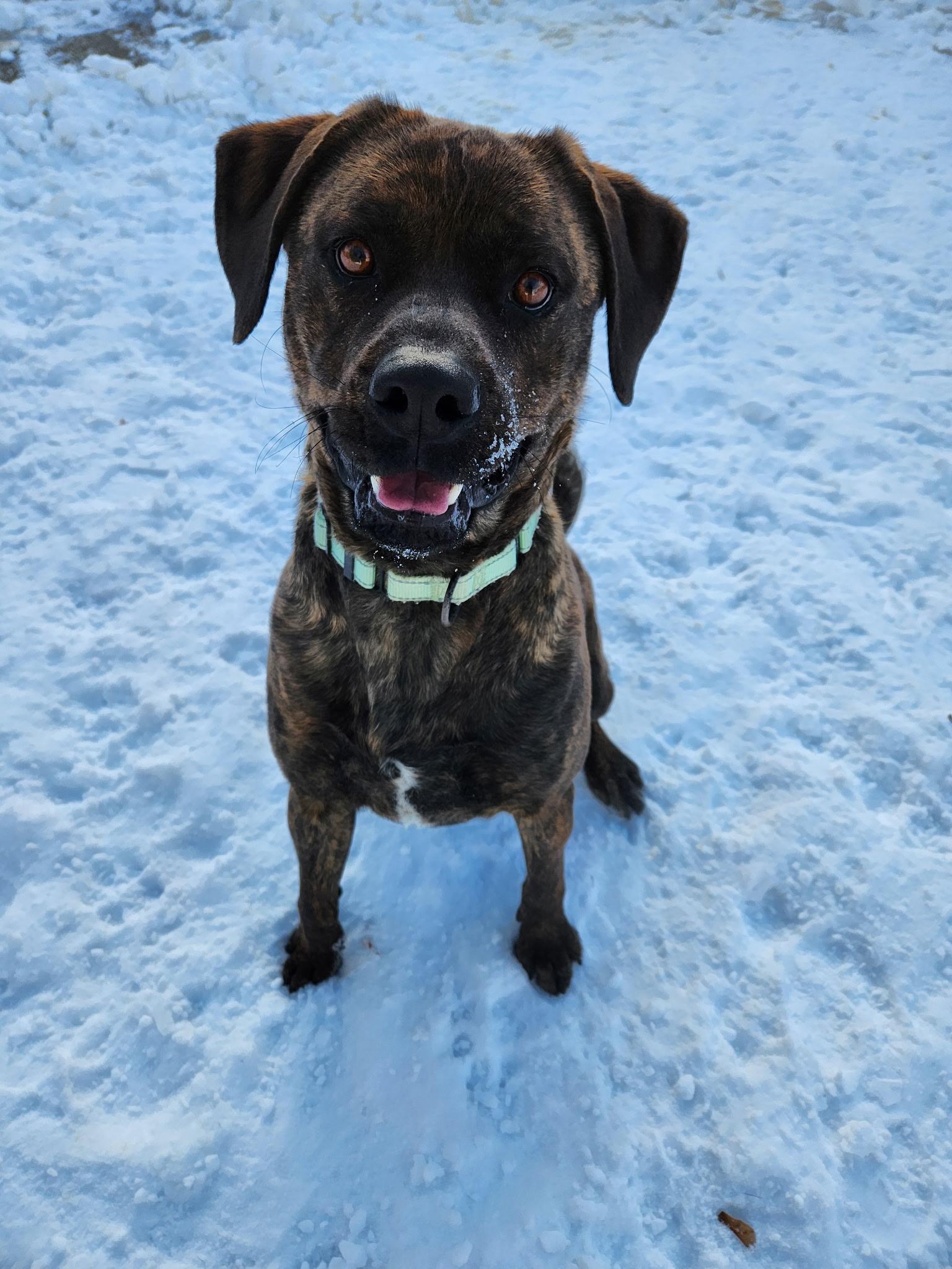 Richard, adoptable, Adult Male Mixed Breed.