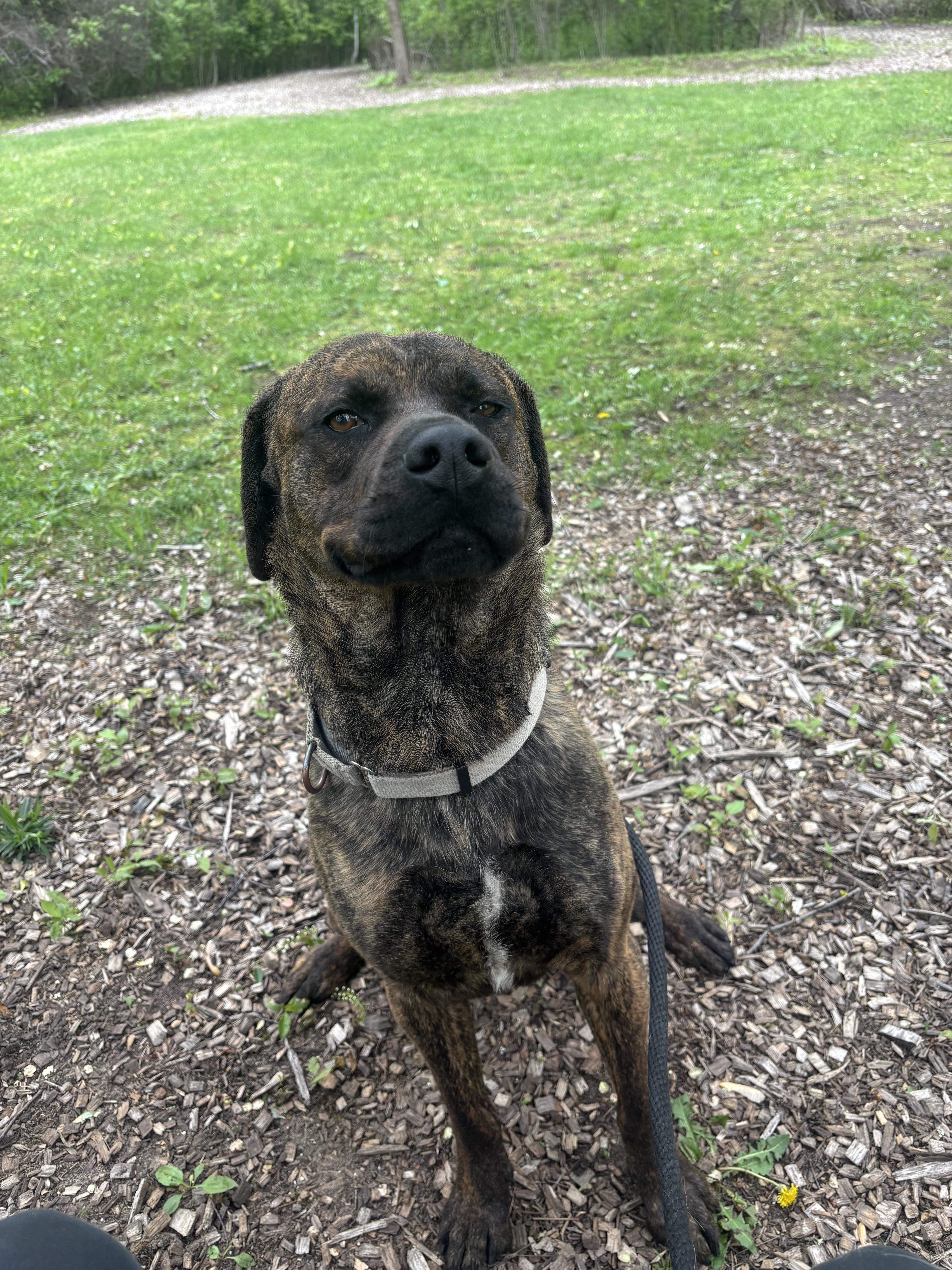 Richard, an adoptable Mixed Breed in Mount Pleasant, MI image 2/5