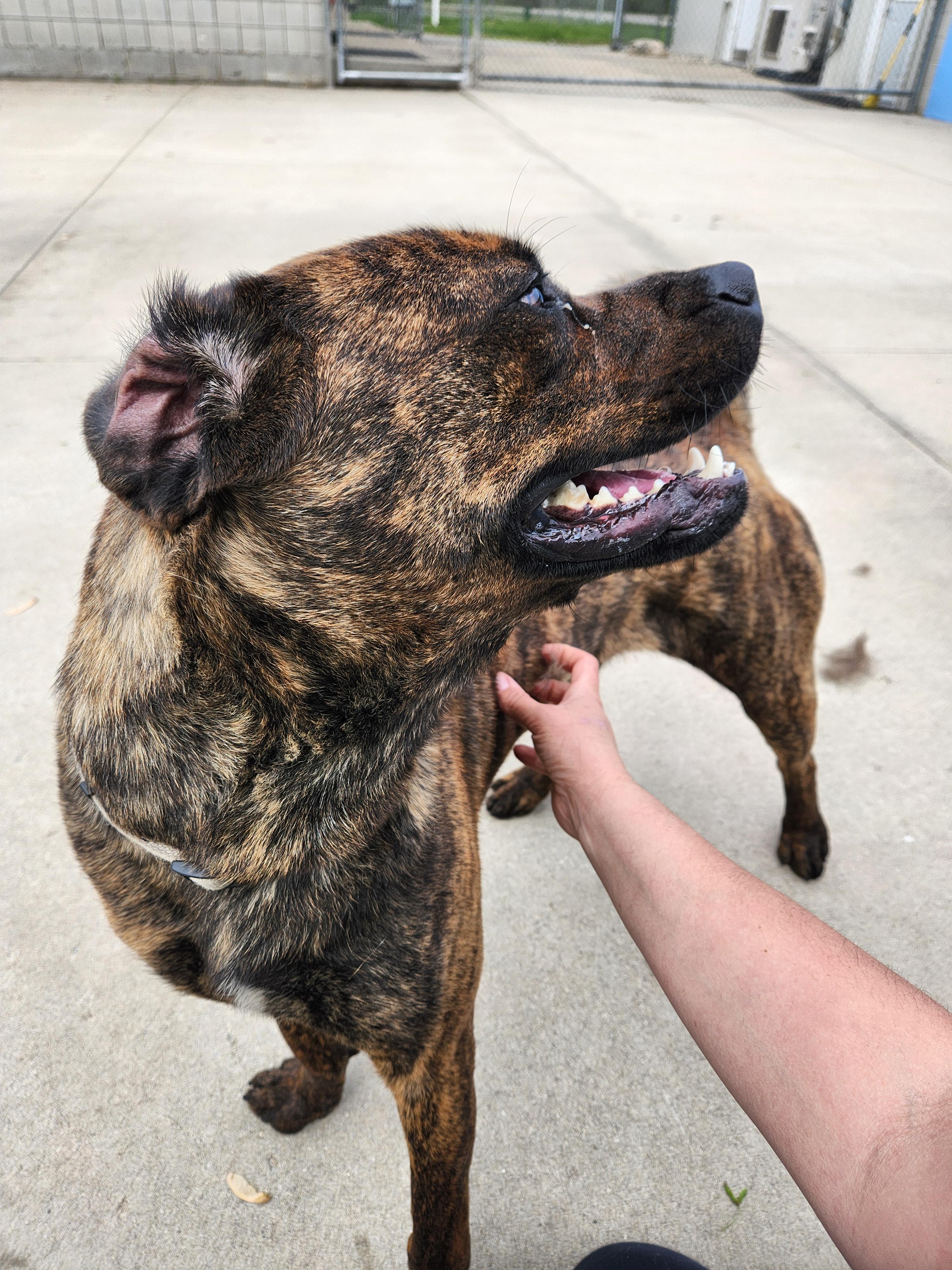 Richard, an adoptable Mixed Breed in Mount Pleasant, MI image 3/5