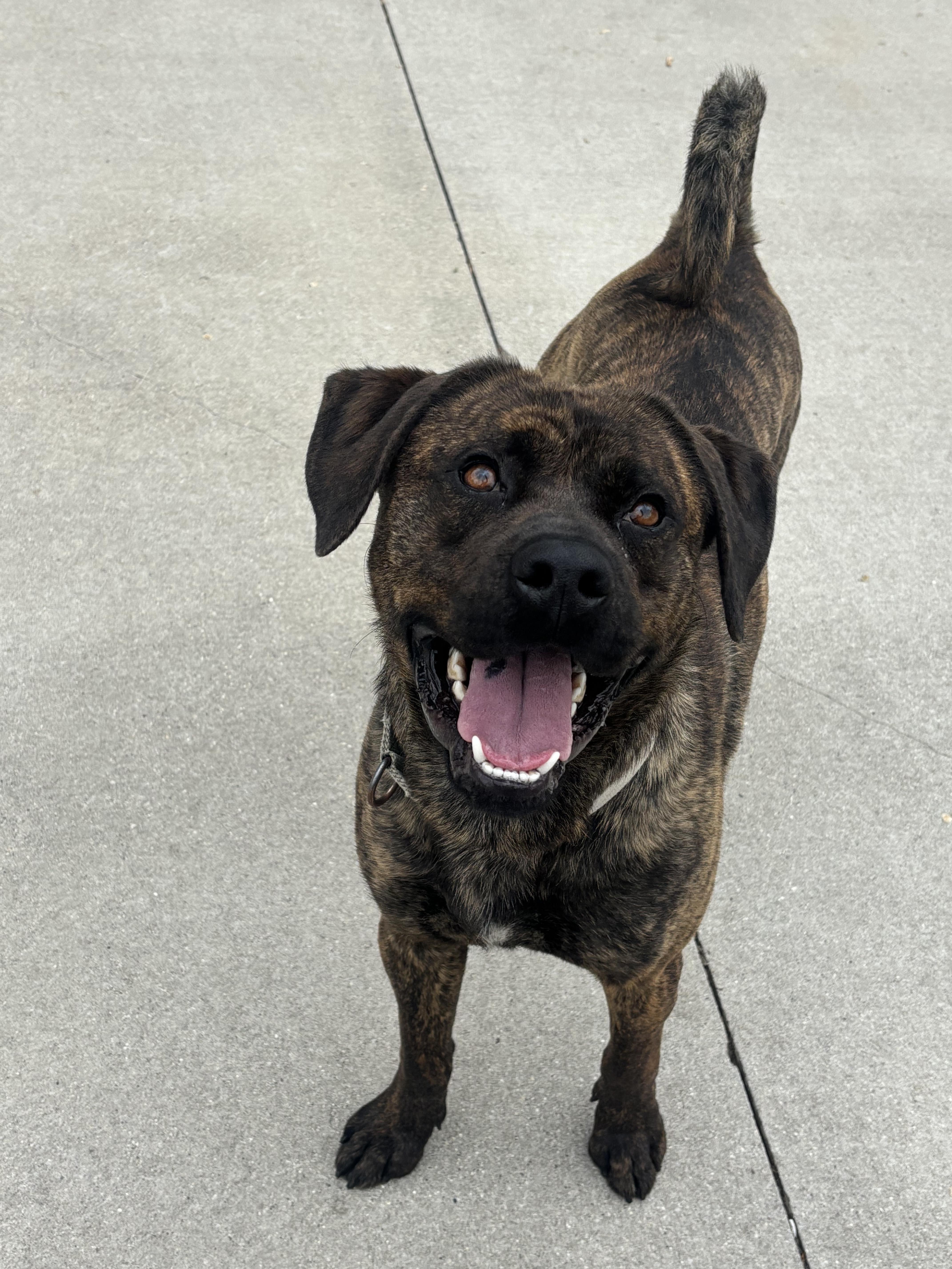 Richard, an adoptable Mixed Breed in Mount Pleasant, MI image 4/5