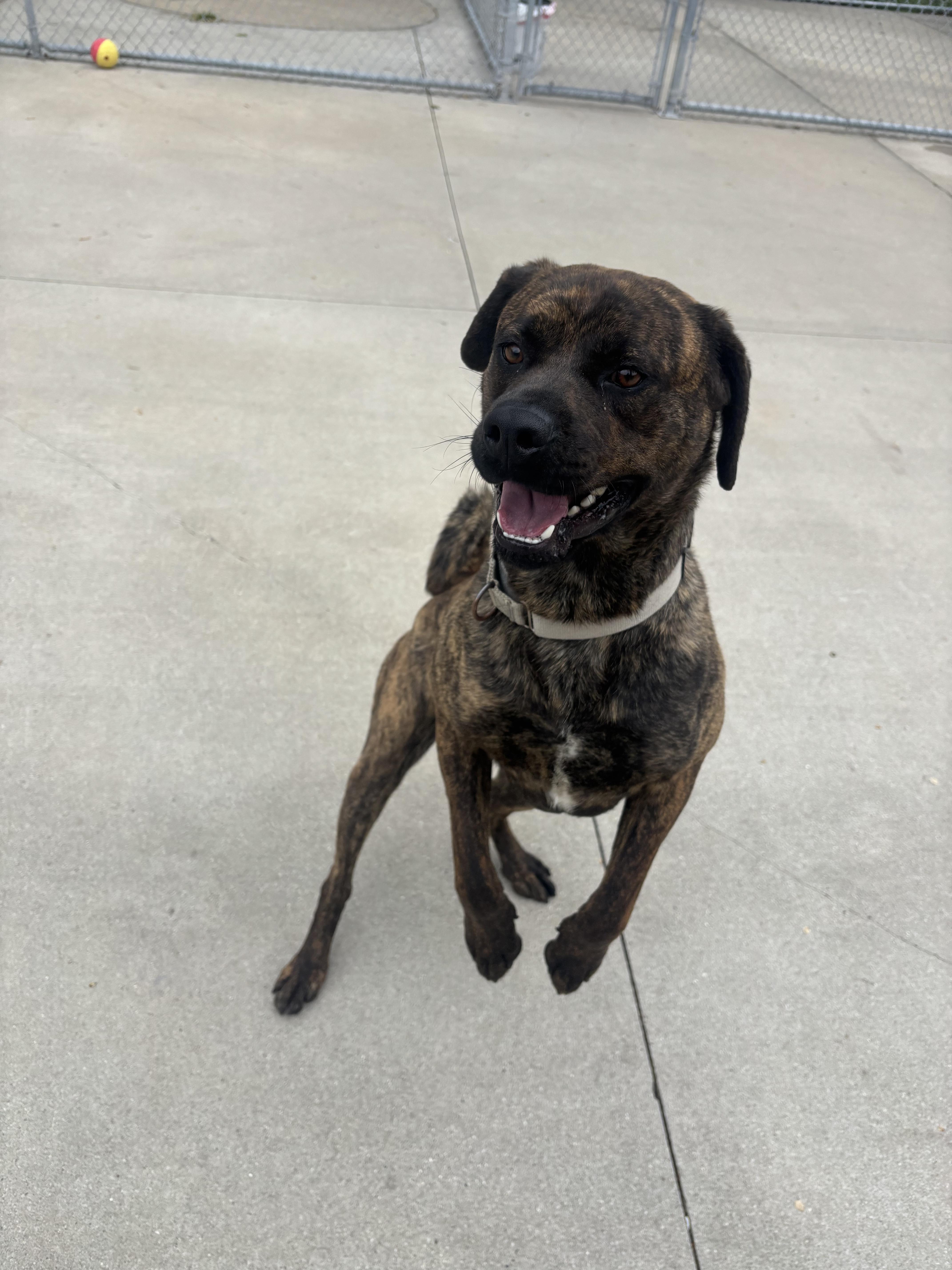 Richard, an adoptable Mixed Breed in Mount Pleasant, MI image 5/5