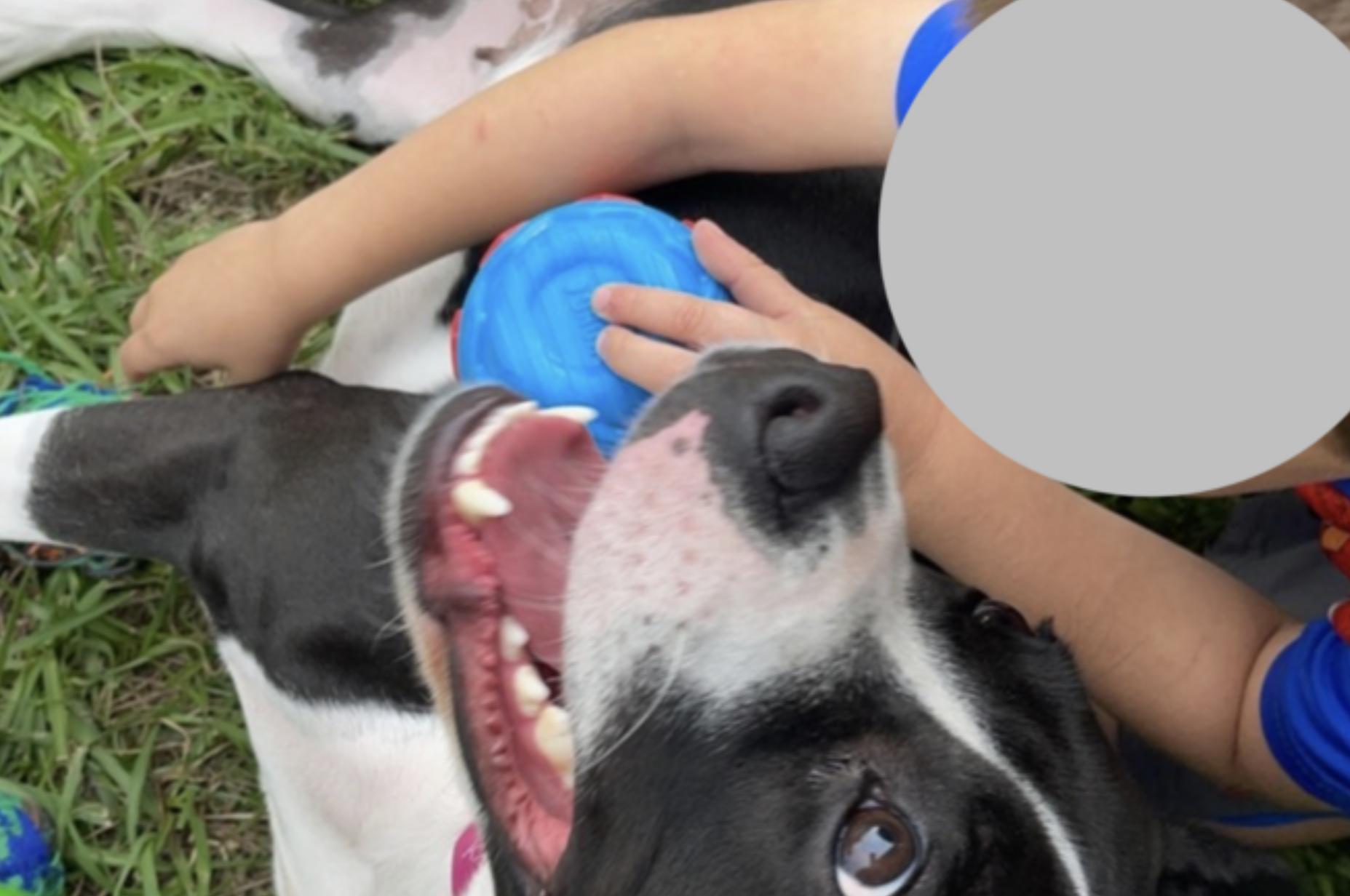 Enlarge Katie, a Adoptable American Staffordshire Terrier in Jacksonville, FL image 6/6