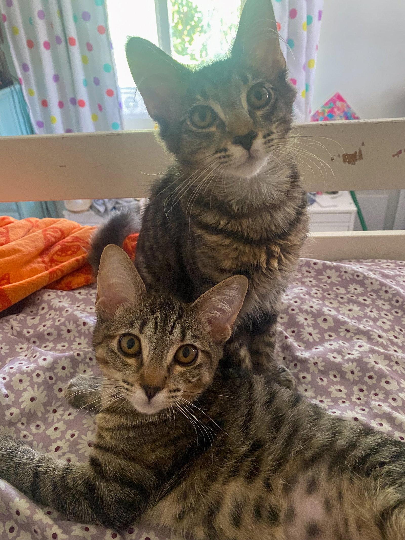 Shoya, Adopted, Kitten Female Domestic Short Hair & Tabby.