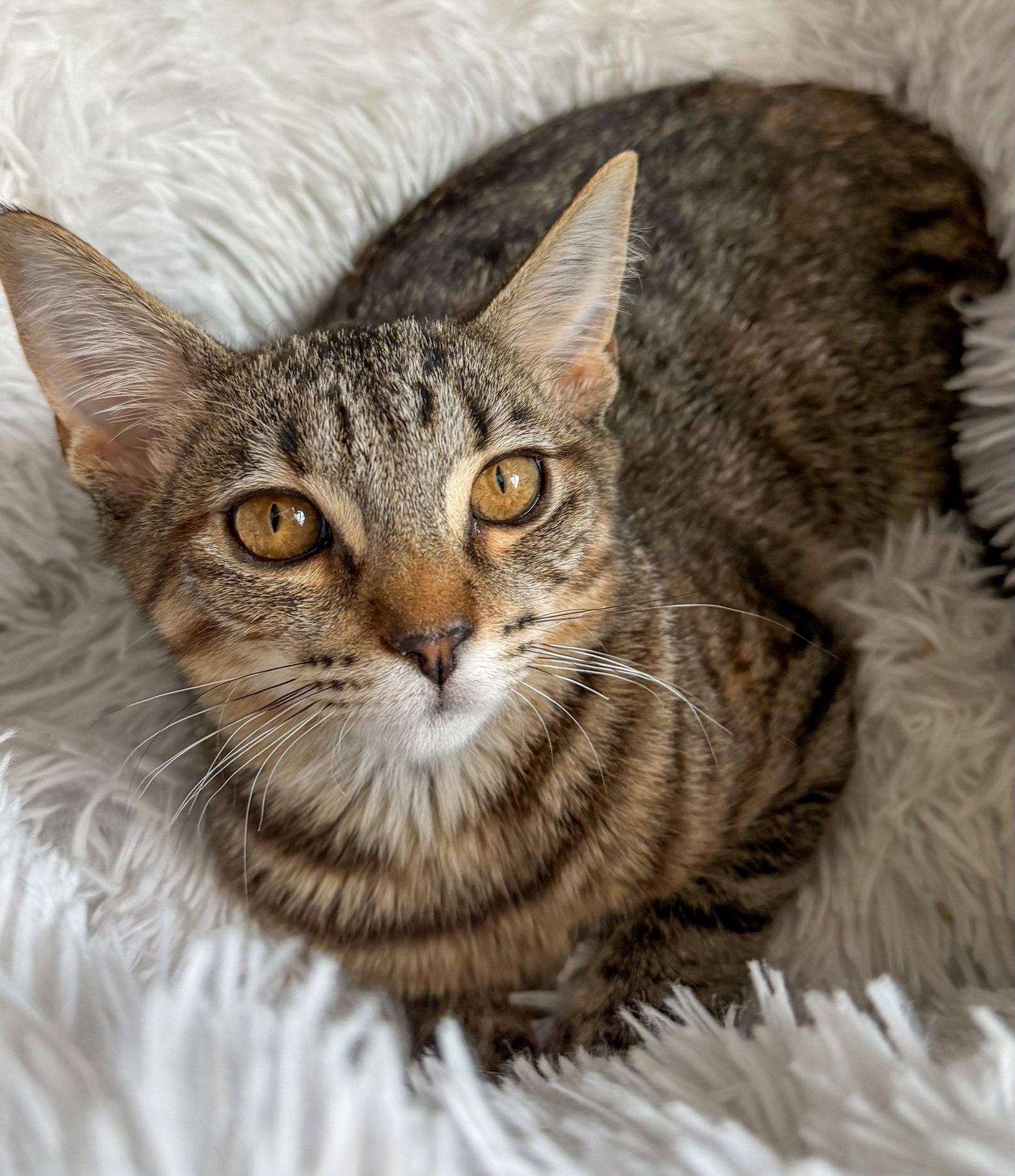 Shoya, a Adopted mixed breed in Lighthouse Point, FL image 3/3
