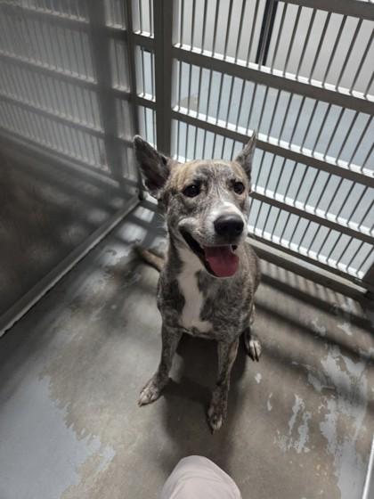 Nova, a Adoptable mixed breed in Violet, LA image 1/2