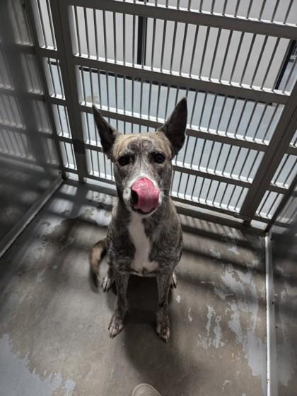 Nova, a Adoptable mixed breed in Violet, LA image 2/2