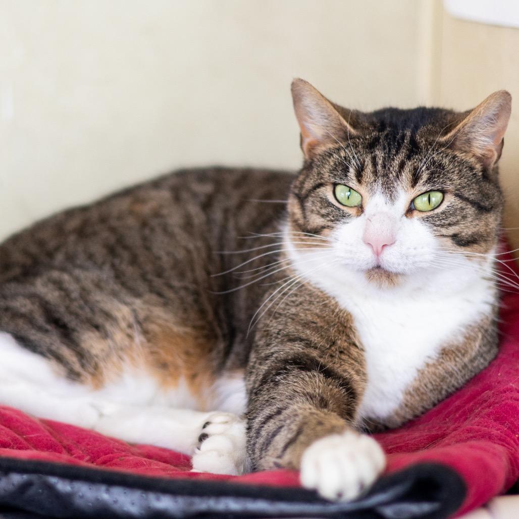 Mary, Adoptable, Young Female Domestic Short Hair.