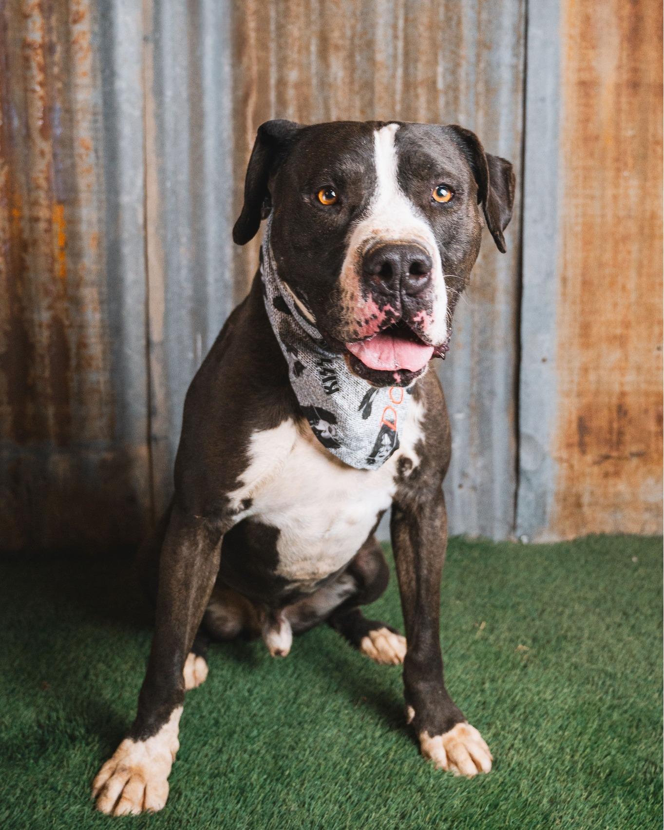 Domino, Adoptable, Adult Male Pit Bull Terrier.