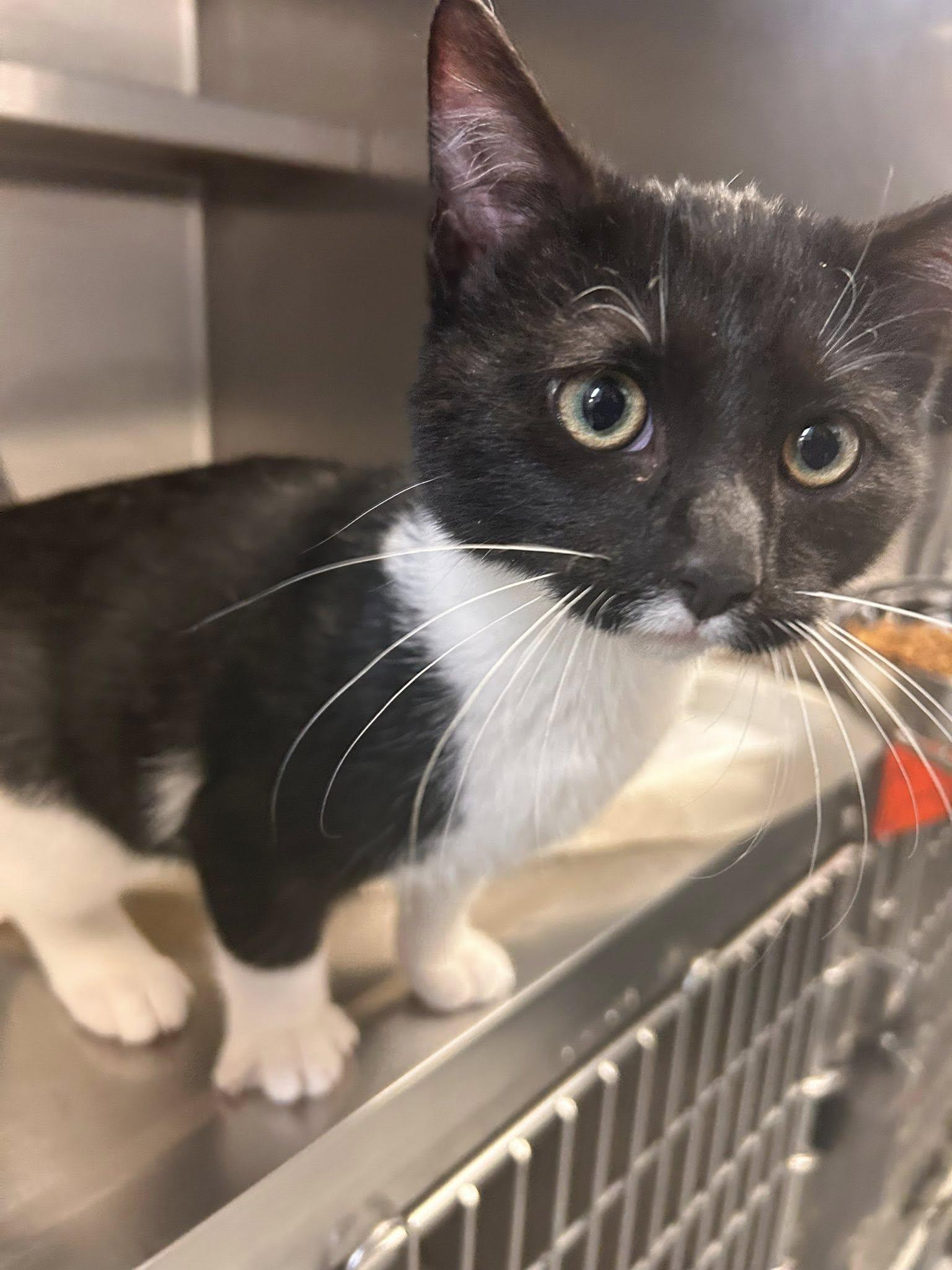 Sage, ADOPTABLE, Young Male Domestic Short Hair.