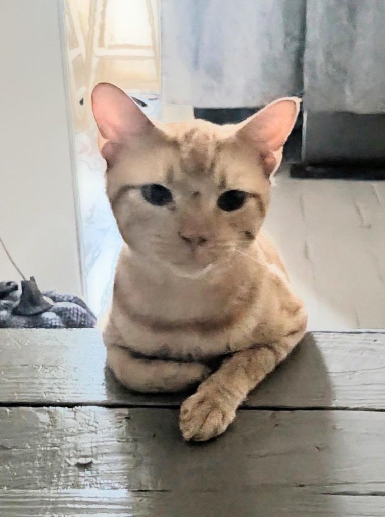 Kirby, Adoptable, Young Male Domestic Short Hair.