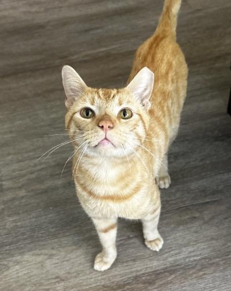 Enlarge Kirby, a Adoptable mixed breed in Hardeeville, SC image 2/2