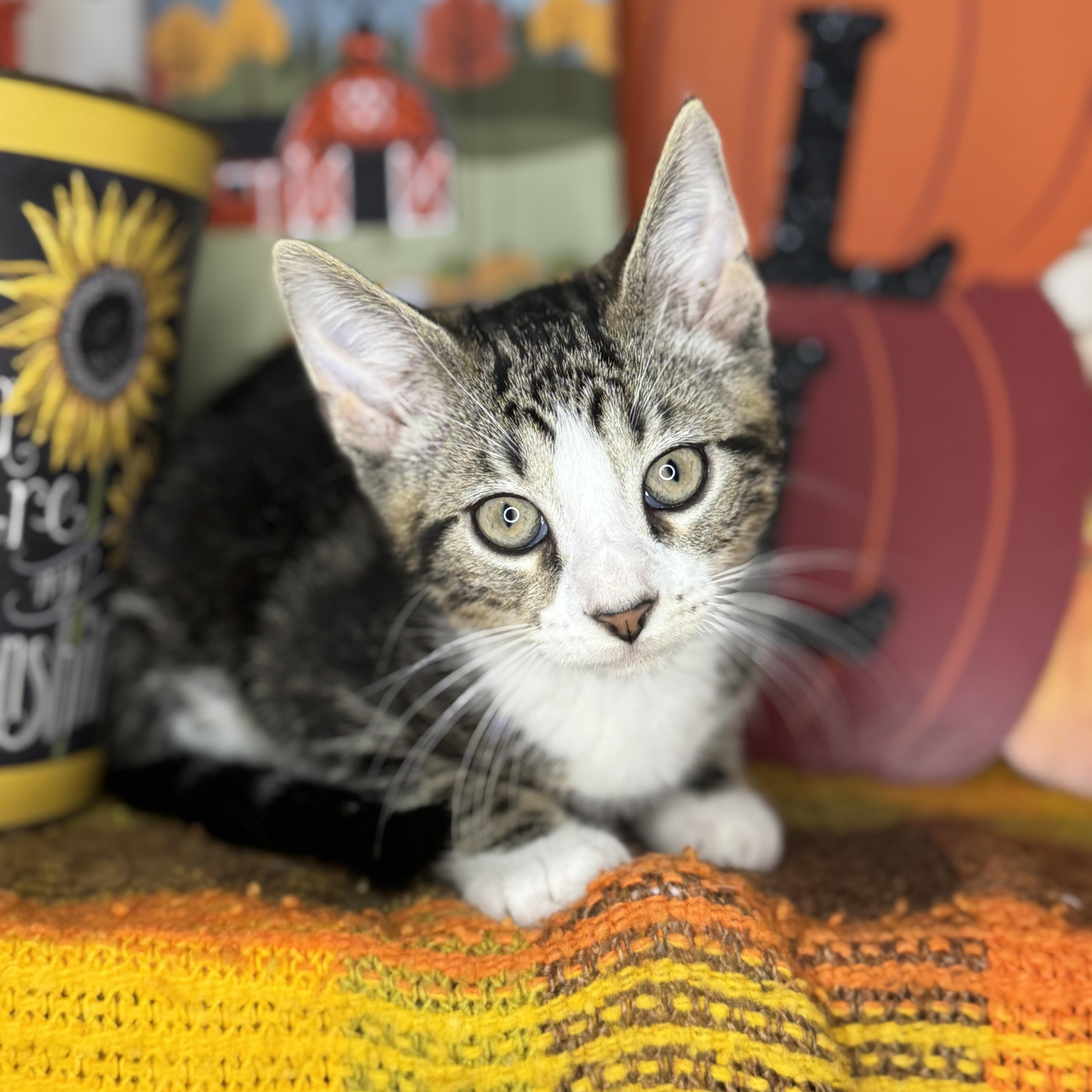 Tom The Turkey thumbnail 2