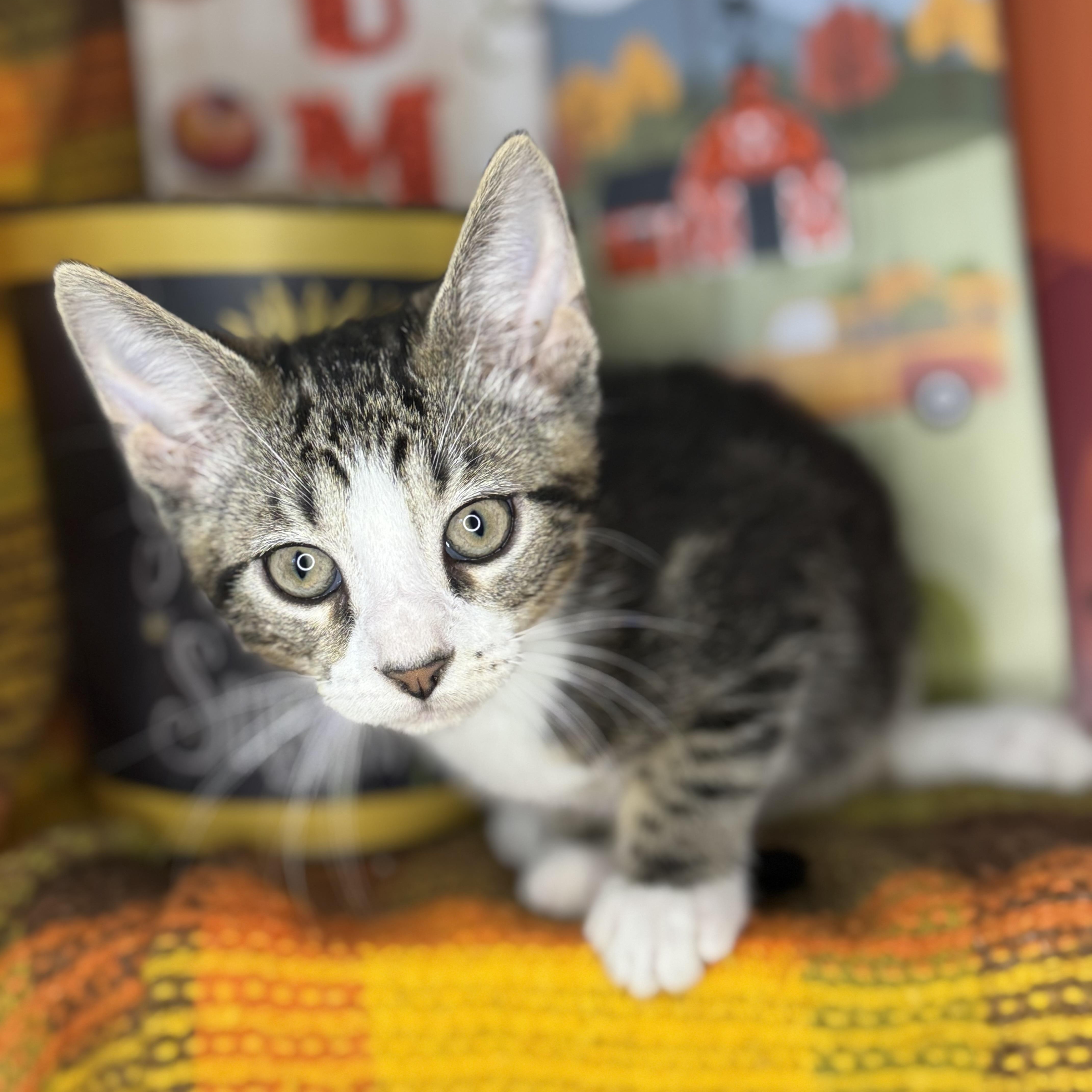 Tom The Turkey thumbnail 5